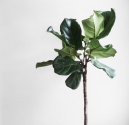 buyse paintings plant indoor schilder